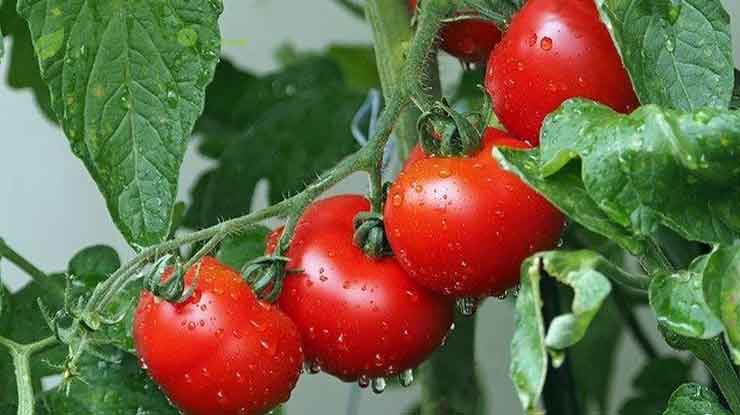 Keunggulan Tanaman Tomat Servo