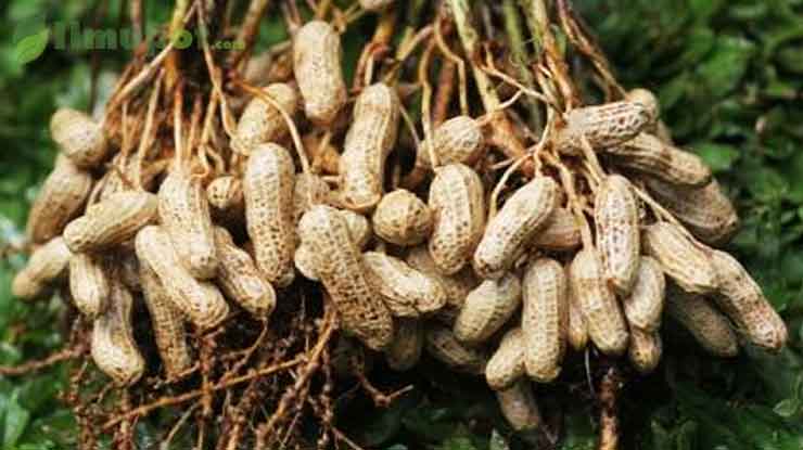 Klasifikasi Kacang Tanah Dalam Sistem Taksonomi