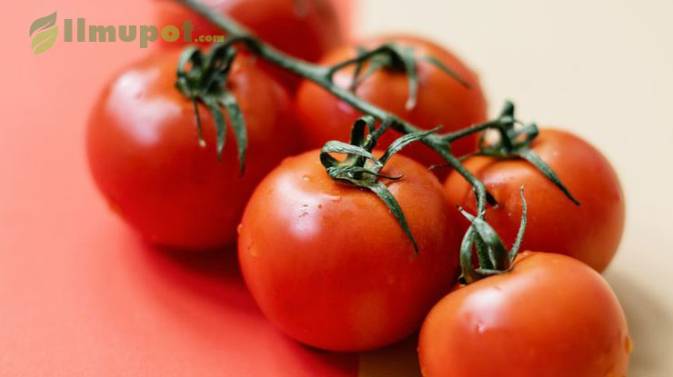 Potensi Pasar dan Keuntungan Budidaya Tomat Servo