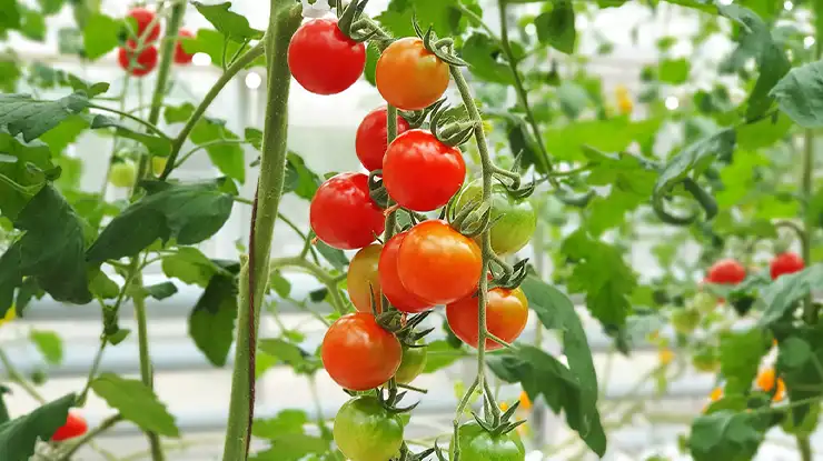 Jenis Sayuran Hidroponik Tomat