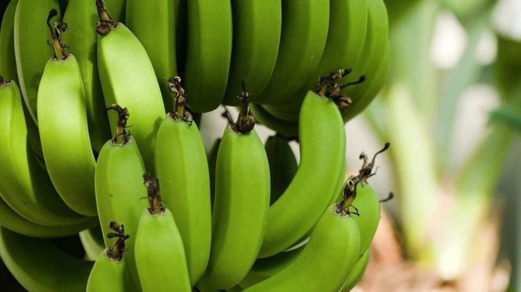 perawatan pisang kepok