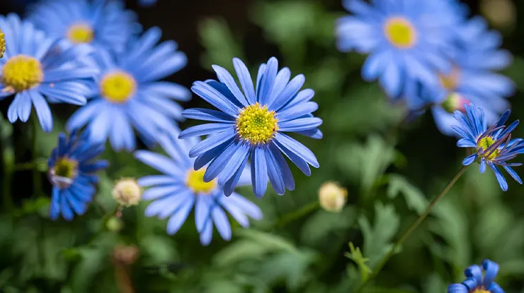 Bunga Aster Biru