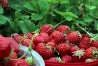 Cara Menanam Strawberry Agar Cepat Berbuah