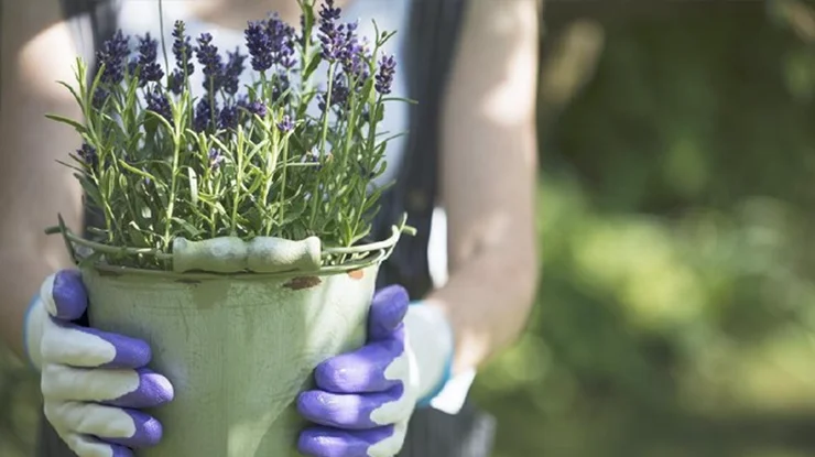 Cara menanam bunga lavender