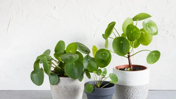 Chinese Money Plant Pilea peperomioides