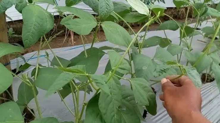 Efek samping daun kacang panjang