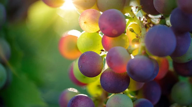 Faktor yang Mempengaruhi Pertumbuhan Anggur