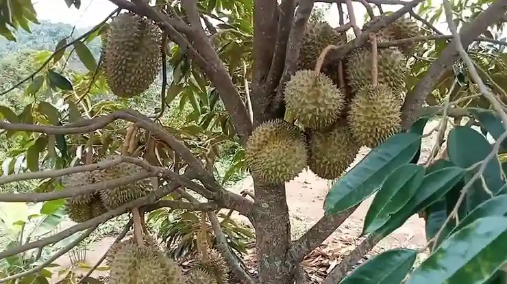 Karakteristik Pohon Durian Pendek