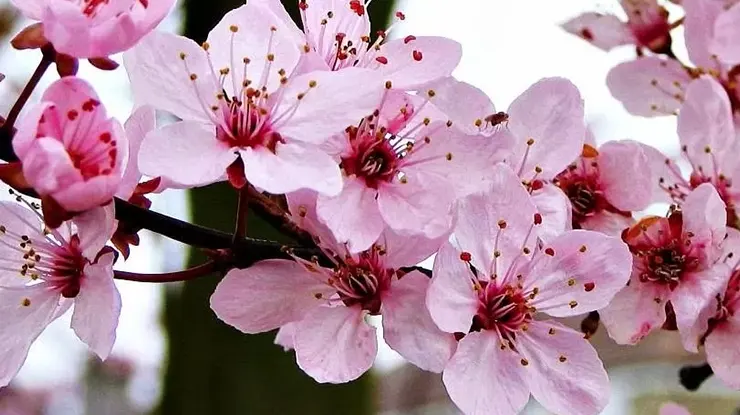 Keunikan Bunga Sakura
