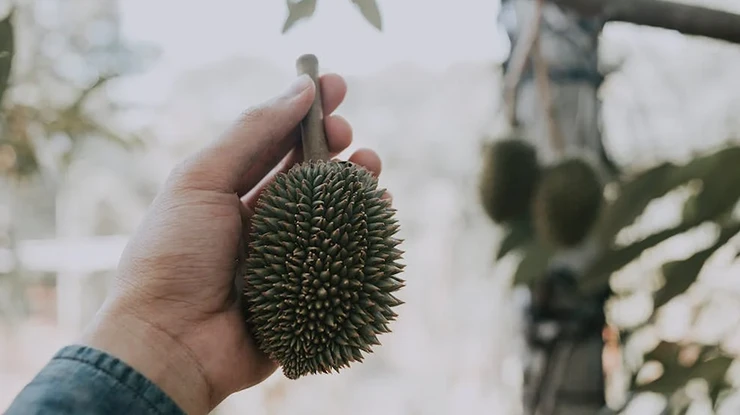 Keuntungan Menanam Biji Durian