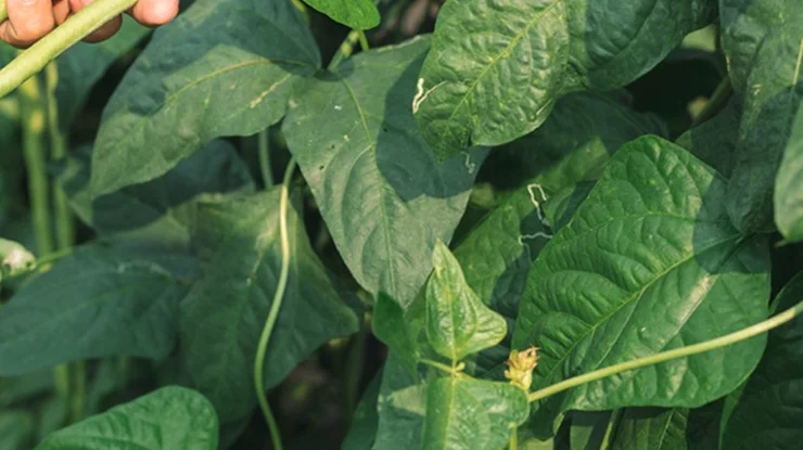 Manfaat daun kacang panjang