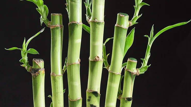 Perawatan Bambu