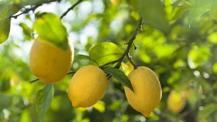 Perawatan Jeruk Lemon