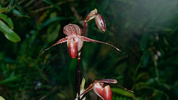Rothschilds Orchid
