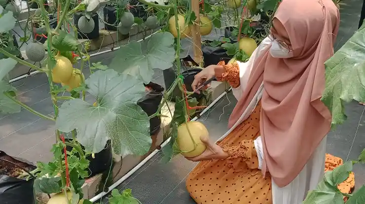 Sistem Tanam Melon Hidroponik Tetes