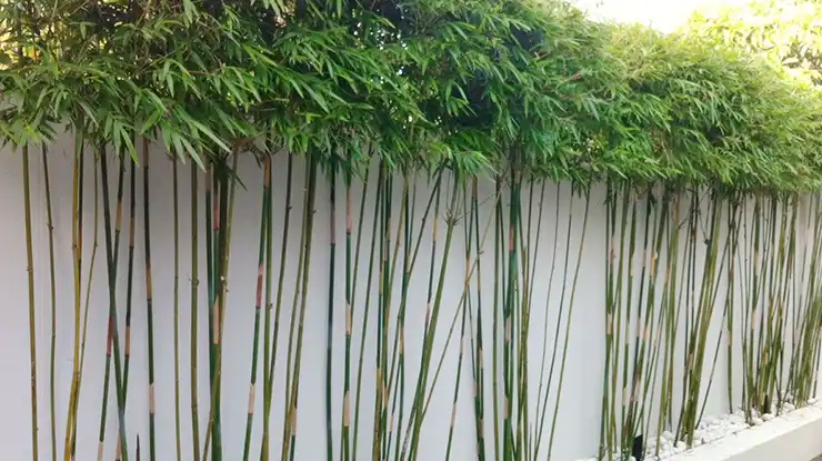 Tanaman Bambu