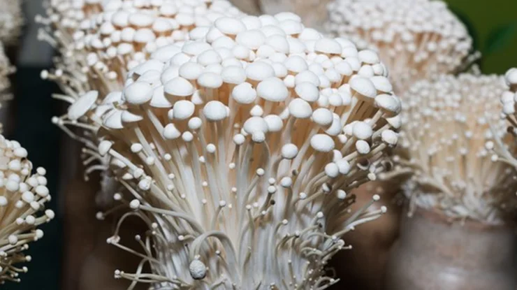 cara menanam jamur enoki