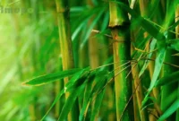 cara taman bambu