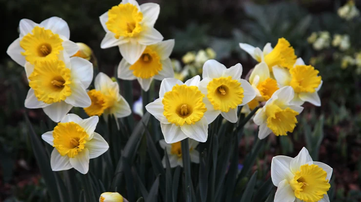 Arti Bunga Daffodil