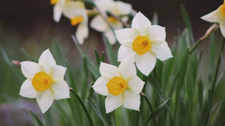Canaliculatus Daffodil