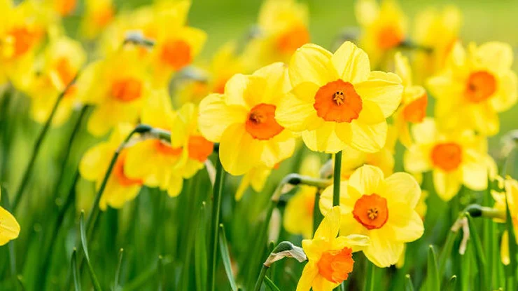 Ciri Ciri Bunga Daffodil