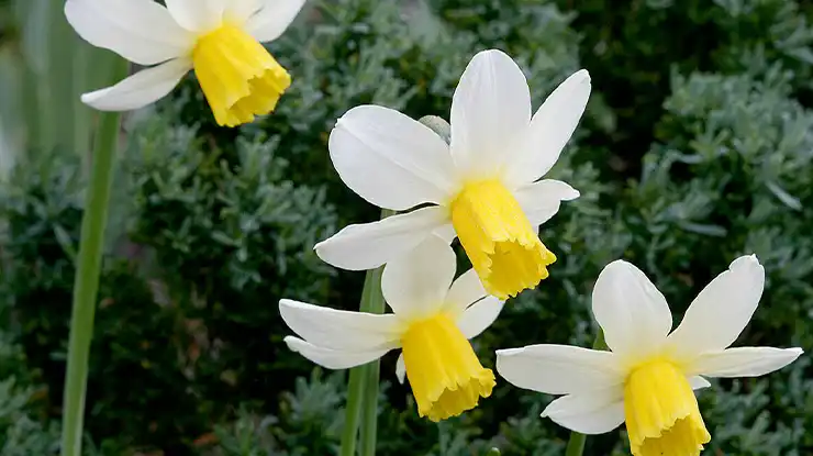 Daffodil Jack Snipe