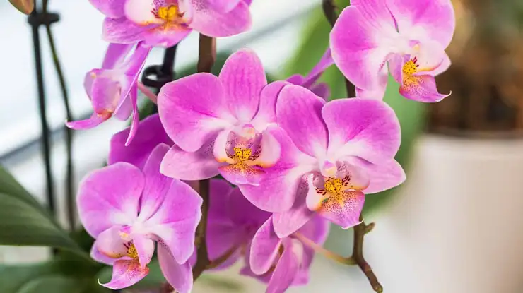 Phalaenopsis Orchid tanaman yang menghasilkan uang