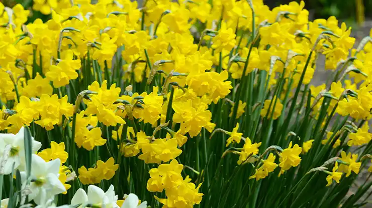 Bunga Daffodil Quail