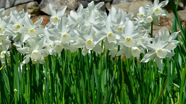 Bunga Daffodil Thalia
