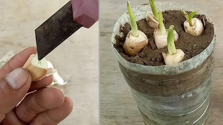 cara menanam bawang putih di botol aqua
