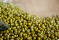 cara menanam kacang hijau tanpa olah tanah