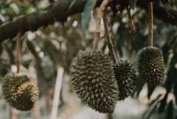 pohon durian pendek berbuah lebat