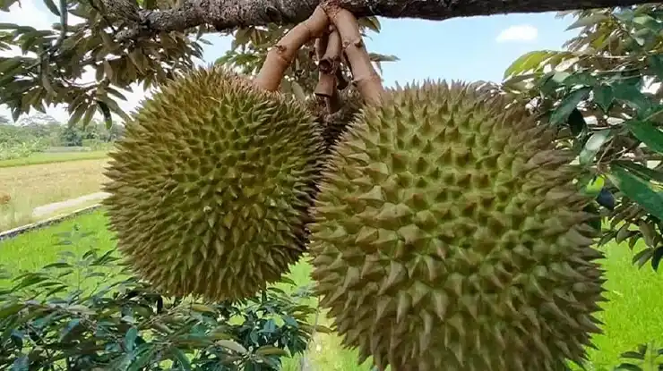Alasan Memaksa Pohon Durian Cepat Berbuah