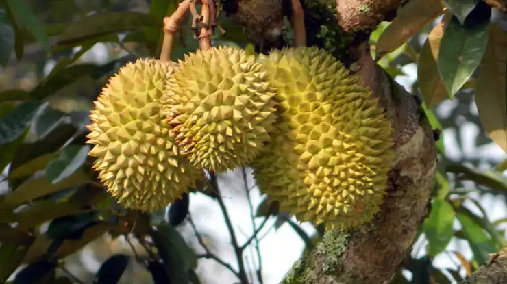 Asal Usul Durian Bokor
