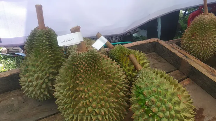 Asal Usul Durian Cumasi