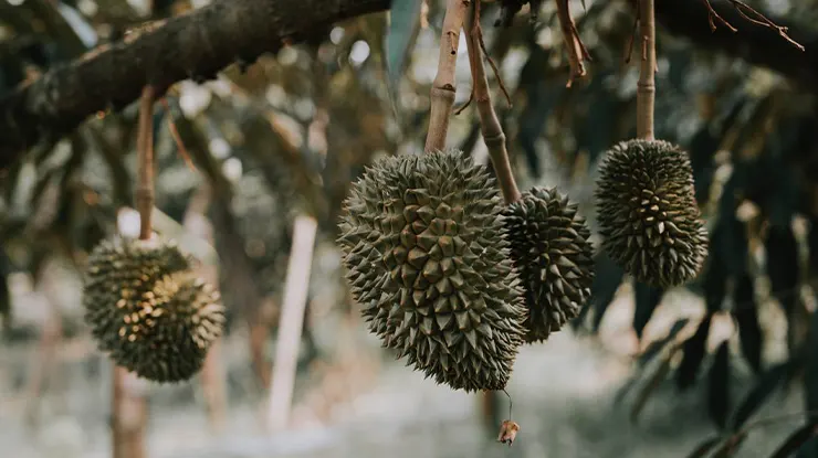 Asal Usul Durian Montong