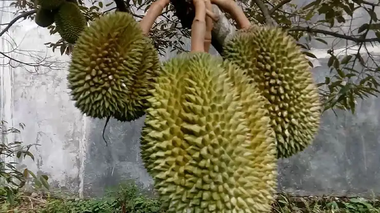 Asal Usul Durian Petruk