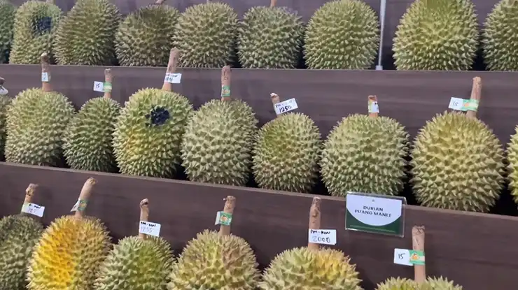 Asal Usul Durian Puang Manee Thailand