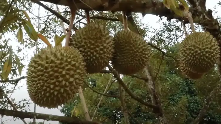 Bibit Durian Puang Manee Thailand