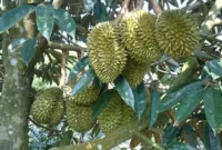 Cara Memaksa Pohon Durian Cepat Berbuah