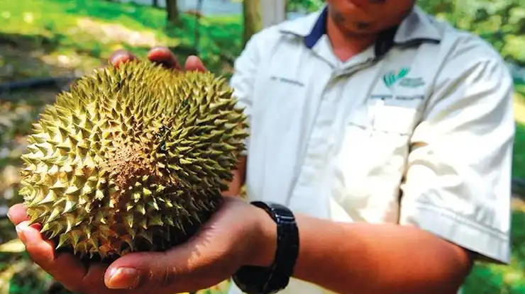 Cara Memetik dan Menyimpan Durian Kunyit