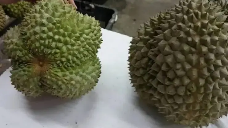 Cara Memilih Durian Duri Hitam