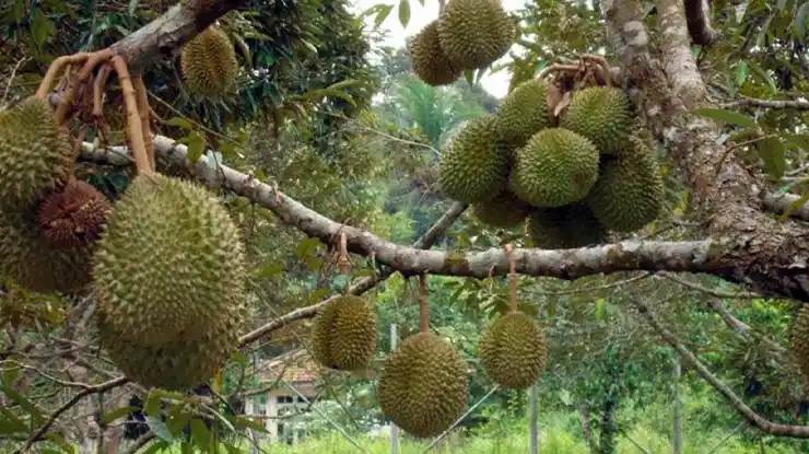 Cara Menanam Durian Bawor