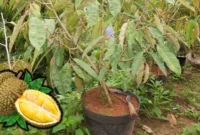 Cara Menanam Durian Di Pot Terbaru