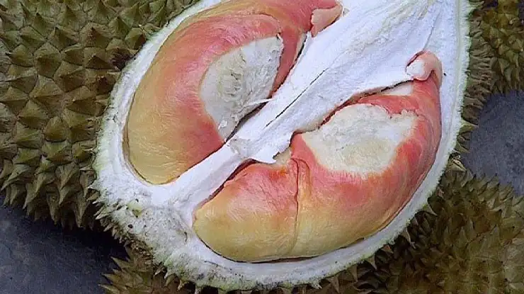 Cara Menanam Durian Pelangi
