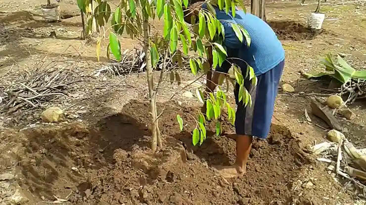 Cara Menanam Durian di Daerah Panas