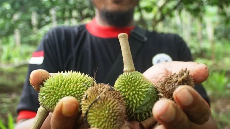 Cara Mengatasi Efek Samping Paclobutrazol untuk Durian