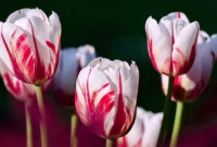 Ciri Ciri Bunga Tulip