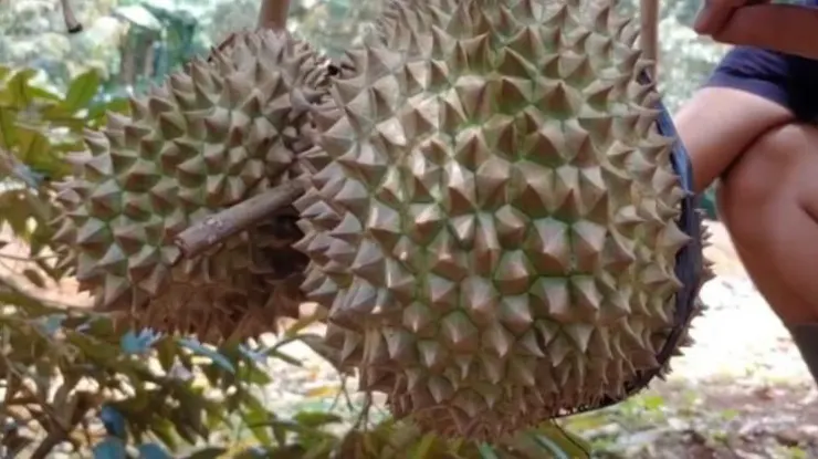 Ciri Ciri Durian Bawor