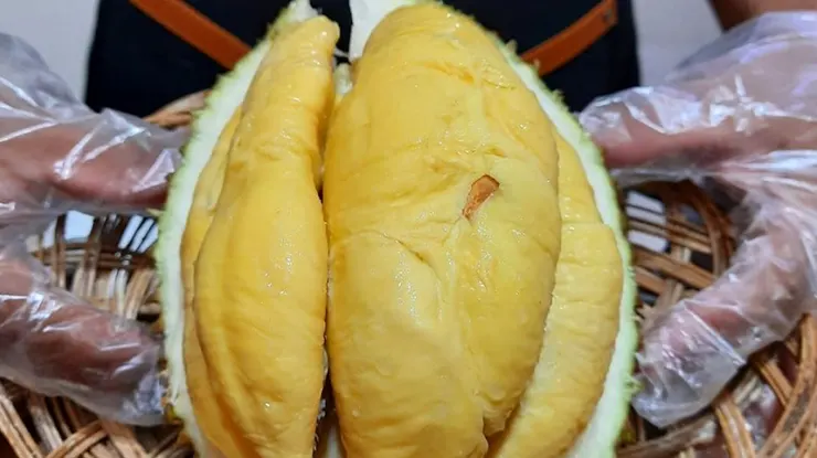 Ciri Ciri Durian Cumasi